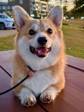 Welsh Corgi (Pembroke) for sale by INMORA