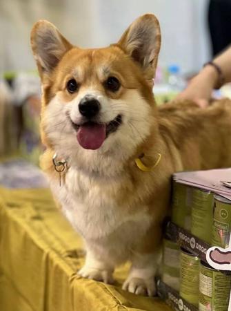Welsh Corgi (Pembroke) for sale by INMORA