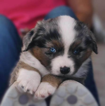 Miniature American Shepherd for sale by INMORA