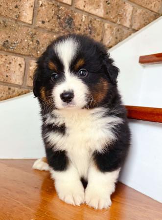 Miniature American Shepherd for sale by INMORA