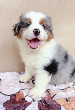 Miniature American Shepherd for sale by INMORA