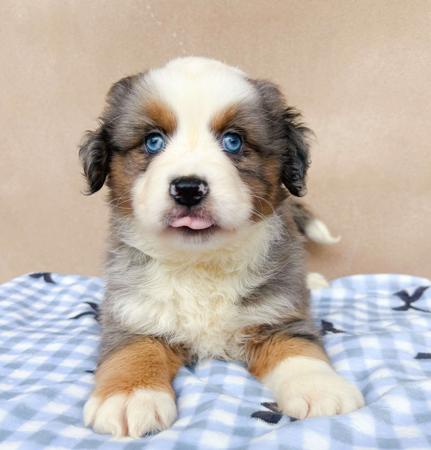 Miniature American Shepherd for sale by INMORA
