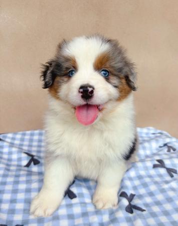 Miniature American Shepherd for sale by INMORA