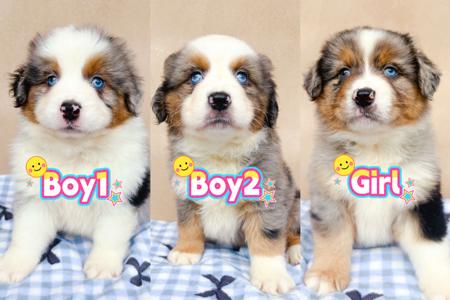 Miniature American Shepherd puppy for sale by INMORA