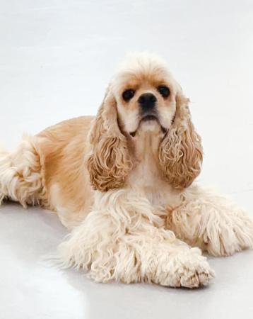 Cocker Spaniel (American) for sale by INMORA