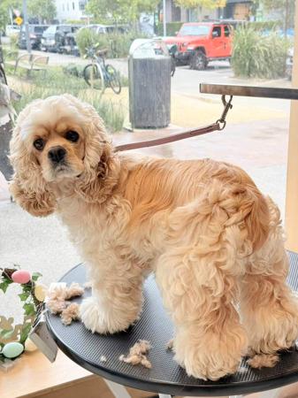 Cocker Spaniel (American) for sale by INMORA