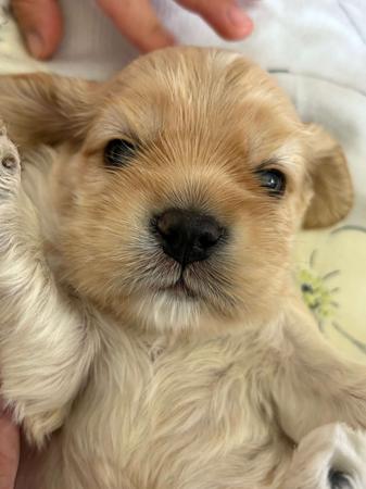 Cocker Spaniel (American) for sale by INMORA