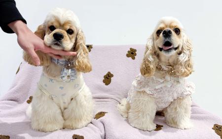 Cocker Spaniel (American) for sale by INMORA