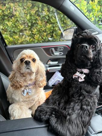 Cocker Spaniel (American) for sale by INMORA