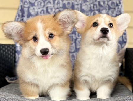 Welsh Corgi (Pembroke) puppy for sale by INMORA