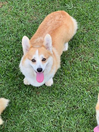 Welsh Corgi (Pembroke) puppy for sale by INMORA