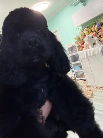 Cocker Spaniel (American) puppy for sale by INMORA
