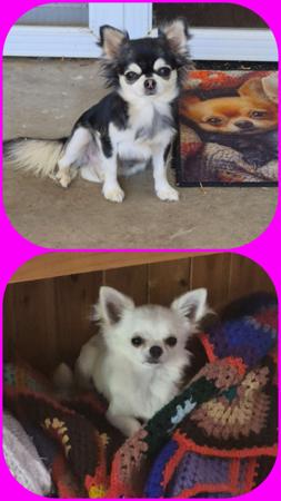Chihuahua (Long Coat) puppy for sale by GRANDIMAGE