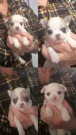 Chihuahua (Smooth Coat) puppy for sale by PAIGEHOWES