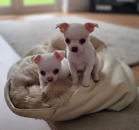 Chihuahua (Smooth Coat) puppy for sale by PAIGEHOWES