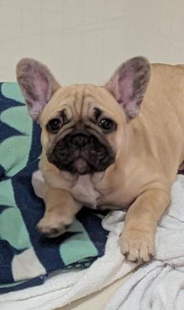 Xevous Dior Magic French Bulldog