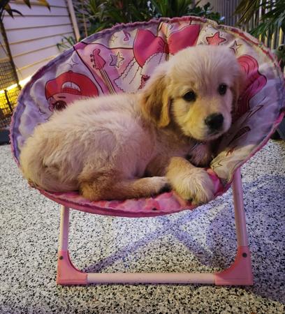 Golden Retriever for sale by POLLYTHOMAS70GMAIL