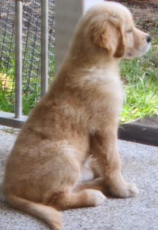 Golden Retriever for sale by BEMETY