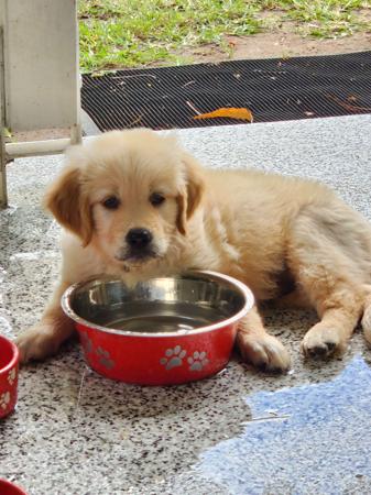 Golden Retriever for sale by BEMETY