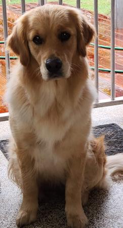 Golden Retriever for sale by BEMETY