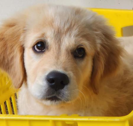 Golden Retriever for sale by BEMETY
