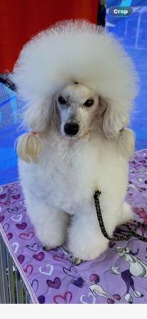 Poodle (Toy) dog for sale by KAYWRIGHT