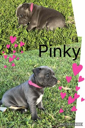 Staffordshire Bull Terrier for sale by VOODOOSTAFFS