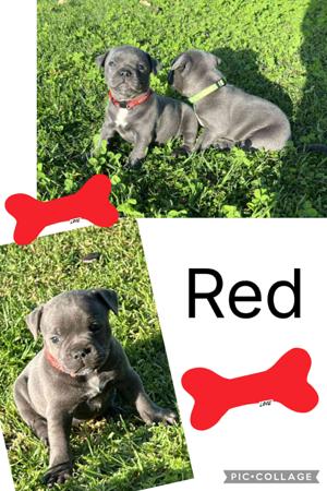 Staffordshire Bull Terrier for sale by VOODOOSTAFFS