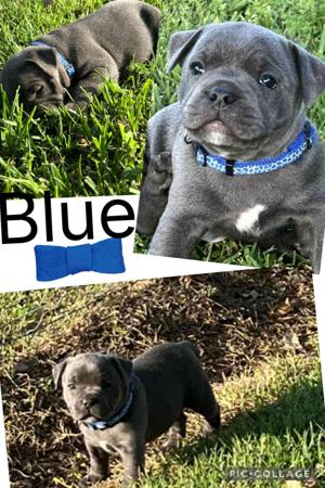 Staffordshire Bull Terrier for sale by VOODOOSTAFFS