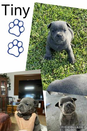 Staffordshire Bull Terrier for sale by VOODOOSTAFFS