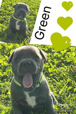 Staffordshire Bull Terrier for sale by VOODOOSTAFFS