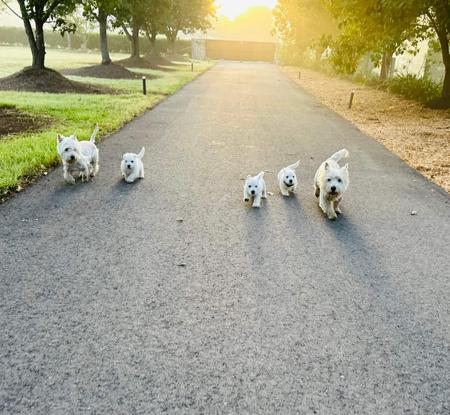 West Highland White Terrier for sale by WESTWARN