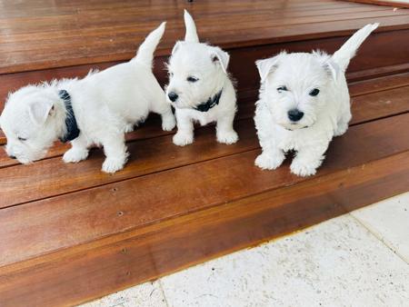 West Highland White Terrier for sale by WESTWARN