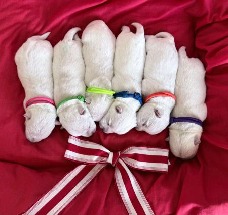 West Highland White Terrier for sale by WESTWARN