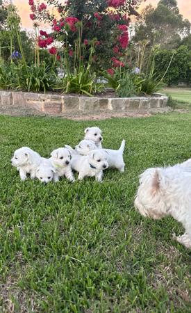 West Highland White Terrier for sale by WESTWARN