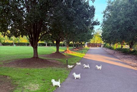 West Highland White Terrier for sale by 2100103031