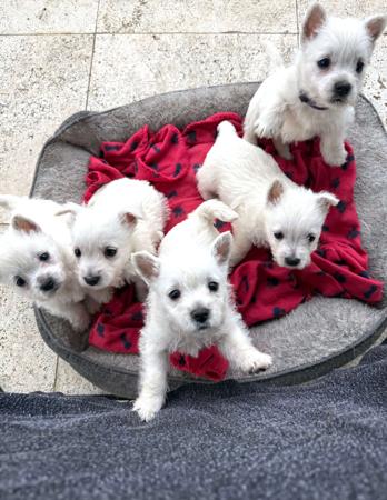 West Highland White Terrier for sale by WESTWARN