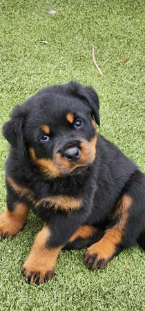 Rottweiler puppy for sale by WILLEMSTADT