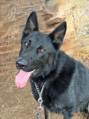 German Shepherd Dog puppy for sale by HAVELOC