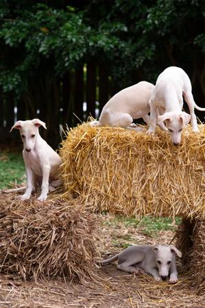 Whippet puppy for sale by VERRRTU