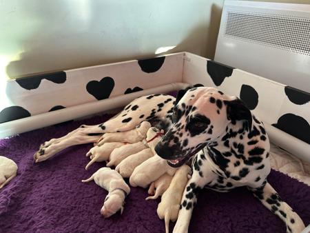 Dalmatian for sale by TROUBADOUR
