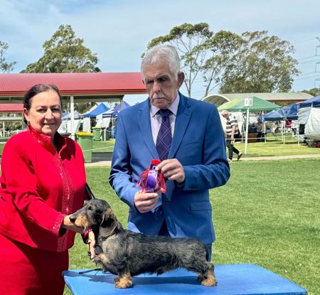 Dachshund (Miniature Wire Haired) for sale by SYRMA