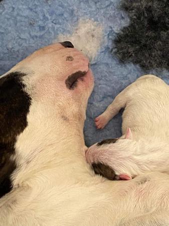 Bull Terrier (Miniature) for sale by CUTTABUV