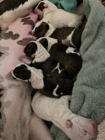 Bull Terrier (Miniature) for sale by CUTTABUV