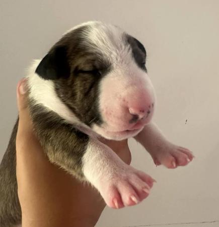 Bull Terrier (Miniature) for sale by CUTTABUV