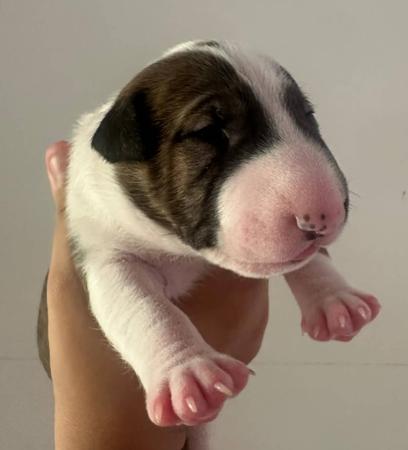 Bull Terrier (Miniature) for sale by CUTTABUV