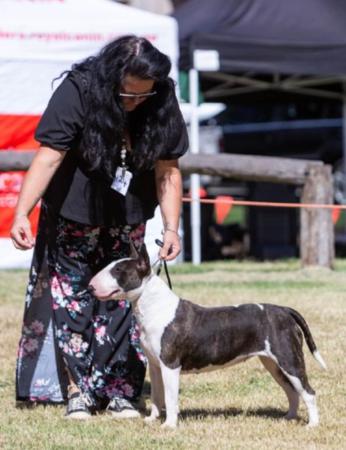 Bull Terrier (Miniature) for sale by CUTTABUV