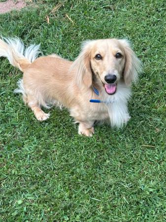 Dachshund (Miniature Long Haired) for sale by ADORABLEDACS