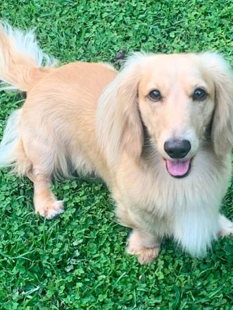 Dachshund (Miniature Long Haired) for sale by ADORABLEDACS