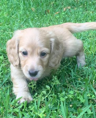 Dachshund (Miniature Long Haired) for sale by ADORABLEDACS